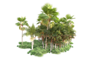 Tropical forest isolated on transparent background. 3d rendering - illustration png