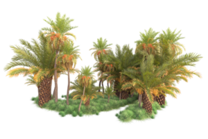 Tropical forest isolated on transparent background. 3d rendering - illustration png