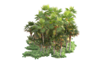 Tropical forest isolated on transparent background. 3d rendering - illustration png