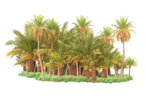 Tropical forest isolated on transparent background. 3d rendering - illustration png