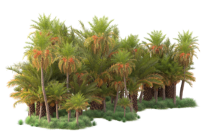 tropicale foresta isolato su trasparente sfondo. 3d interpretazione - illustrazione png