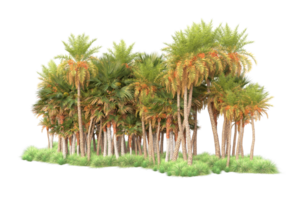 Tropical forest isolated on transparent background. 3d rendering - illustration png