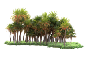 Tropical forest isolated on transparent background. 3d rendering - illustration png