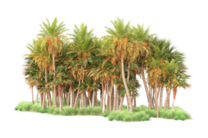 Tropical forest isolated on transparent background. 3d rendering - illustration png