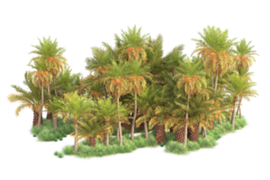 Tropical forest isolated on transparent background. 3d rendering - illustration png