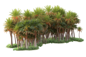 Tropical forest isolated on transparent background. 3d rendering - illustration png