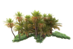 Tropical forest isolated on transparent background. 3d rendering - illustration png