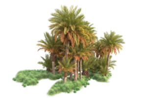 Tropical forest isolated on transparent background. 3d rendering - illustration png