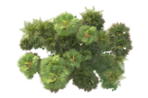 Tropical forest isolated on transparent background. 3d rendering - illustration png