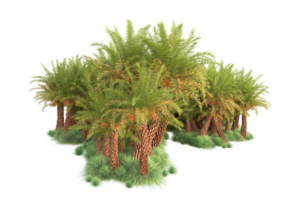 Tropical forest isolated on transparent background. 3d rendering - illustration png