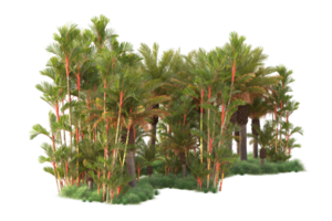 Tropical forest isolated on transparent background. 3d rendering - illustration png