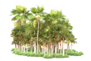 Tropical forest isolated on transparent background. 3d rendering - illustration png