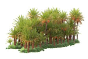 Tropical forest isolated on transparent background. 3d rendering - illustration png