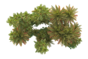 Tropical forest isolated on transparent background. 3d rendering - illustration png