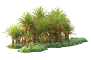 Tropical forest isolated on transparent background. 3d rendering - illustration png