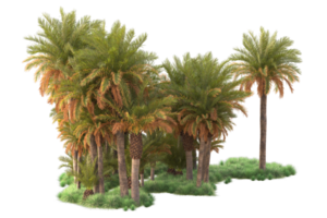 Tropical forest isolated on transparent background. 3d rendering - illustration png