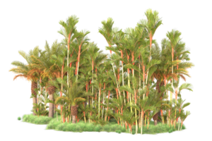 Tropical forest isolated on transparent background. 3d rendering - illustration png