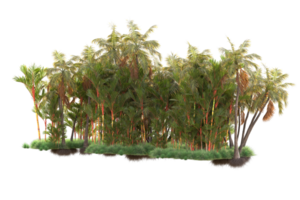 Tropical forest isolated on transparent background. 3d rendering - illustration png