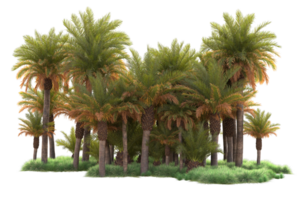 Tropical forest isolated on transparent background. 3d rendering - illustration png