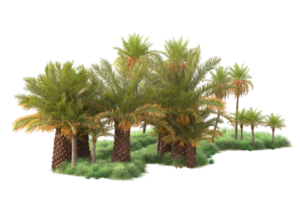 Tropical forest isolated on transparent background. 3d rendering - illustration png