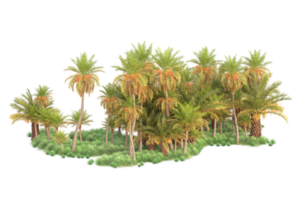 Tropical forest isolated on transparent background. 3d rendering - illustration png