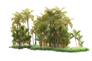 Tropical forest isolated on transparent background. 3d rendering - illustration png