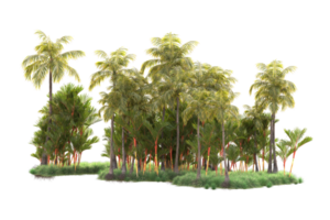 Tropical forest isolated on transparent background. 3d rendering - illustration png