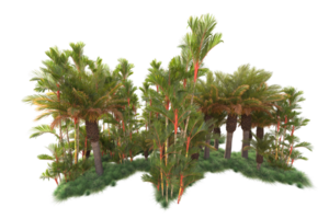 Tropical forest isolated on transparent background. 3d rendering - illustration png