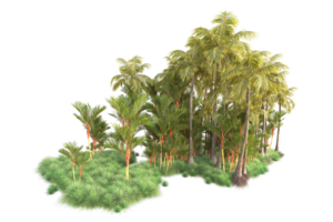 Tropical forest isolated on transparent background. 3d rendering - illustration png