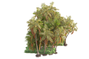 tropical floresta isolado em transparente fundo. 3d Renderização - ilustração png