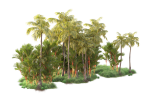 Tropical forest isolated on transparent background. 3d rendering - illustration png