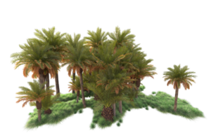 Tropical forest isolated on transparent background. 3d rendering - illustration png