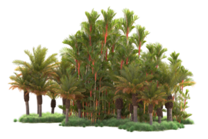 Tropical forest isolated on transparent background. 3d rendering - illustration png