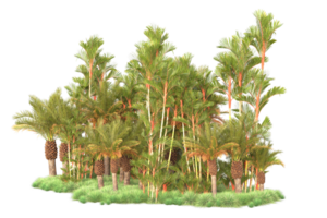 Tropical forest isolated on transparent background. 3d rendering - illustration png