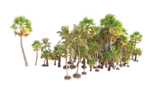 Tropical forest isolated on transparent background. 3d rendering - illustration png