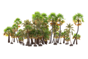 tropical forêt isolé sur transparent Contexte. 3d le rendu - illustration png