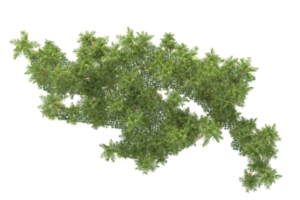 Tropical forest isolated on transparent background. 3d rendering - illustration png
