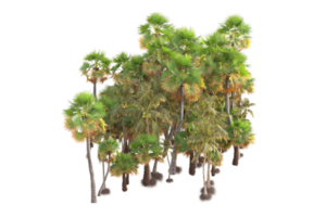 Tropical forest isolated on transparent background. 3d rendering - illustration png