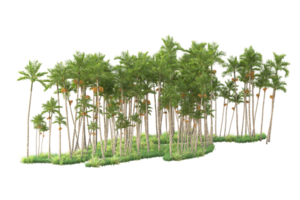 Tropical forest isolated on transparent background. 3d rendering - illustration png