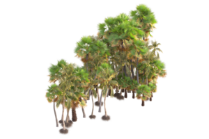 Tropical forest isolated on transparent background. 3d rendering - illustration png