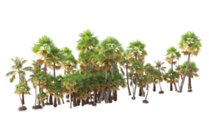 Tropical forest isolated on transparent background. 3d rendering - illustration png