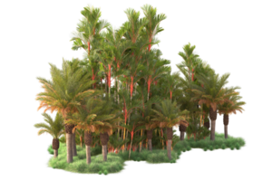 Tropical forest isolated on transparent background. 3d rendering - illustration png