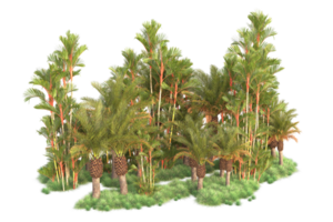 Tropical forest isolated on transparent background. 3d rendering - illustration png