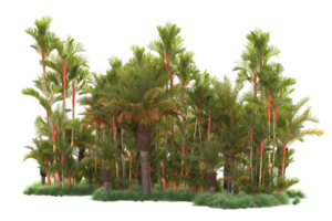 Tropical forest isolated on transparent background. 3d rendering - illustration png