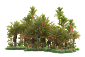 Tropical forest isolated on transparent background. 3d rendering - illustration png