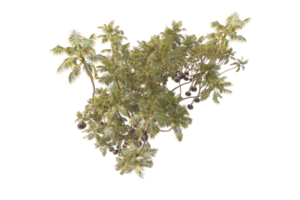 Tropical forest isolated on transparent background. 3d rendering - illustration png
