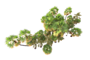Tropical forest isolated on transparent background. 3d rendering - illustration png