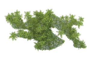 tropisch Wald isoliert auf transparent Hintergrund. 3d Rendern - - Illustration png