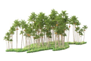 Tropical forest isolated on transparent background. 3d rendering - illustration png