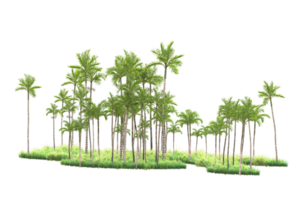 Tropical forest isolated on transparent background. 3d rendering - illustration png